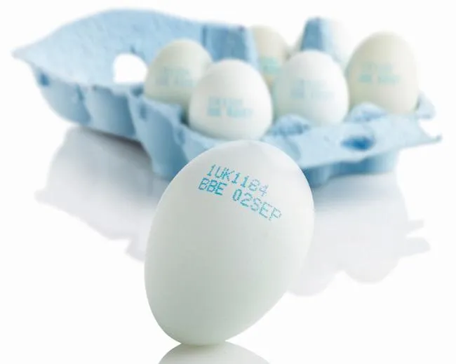 CN-egg4
