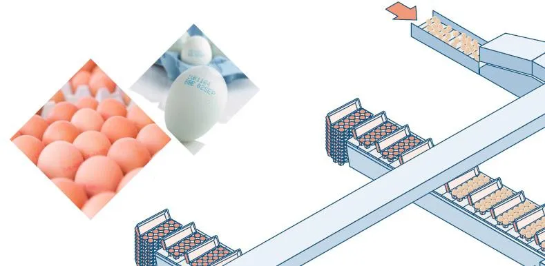CN-egg6