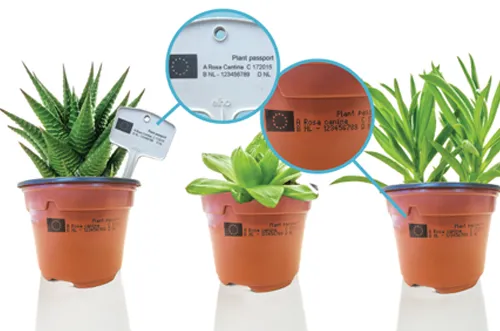 Codierbeispiele des Pflanzenpasses